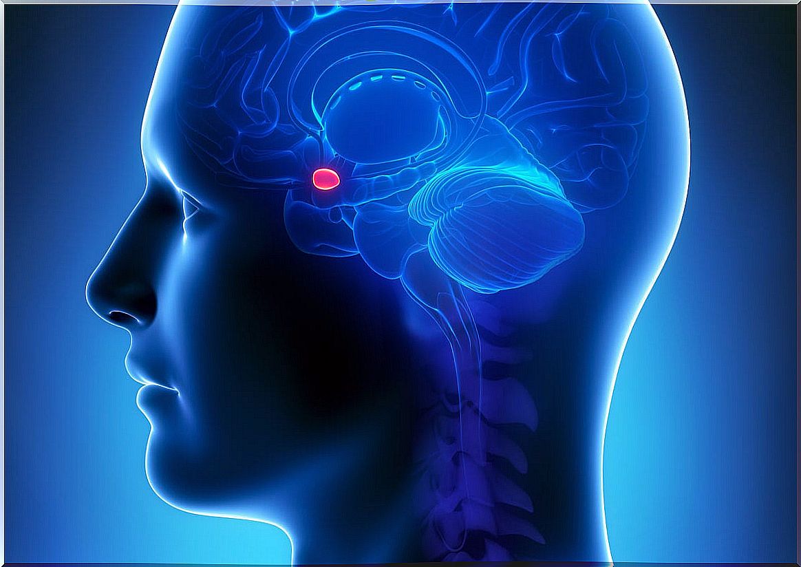 Illuminated tonsil in a man's brain