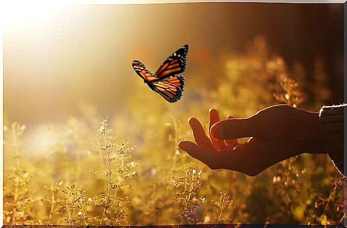 butterfly on a hand