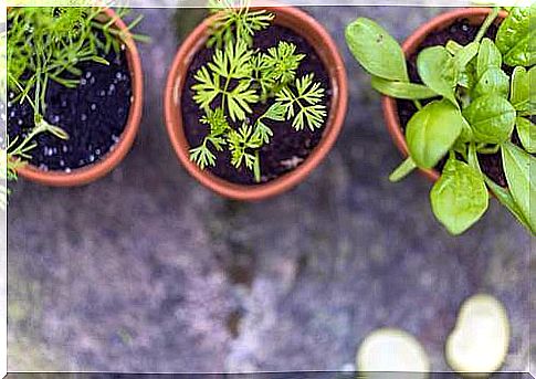 Plants Representing the Joy of Home Gardening During the Pandemic