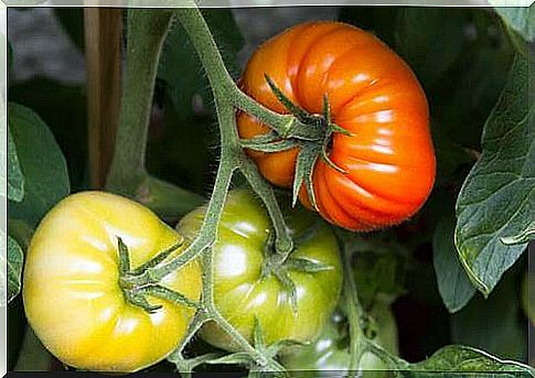 Tomatoes to Represent Gardening at Home During the Pandemic