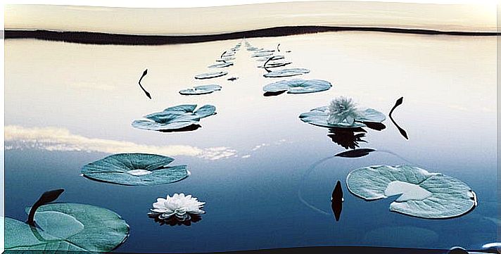 water lilies symbolizing genuine personality