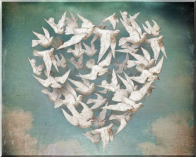 Heart shaped pigeons