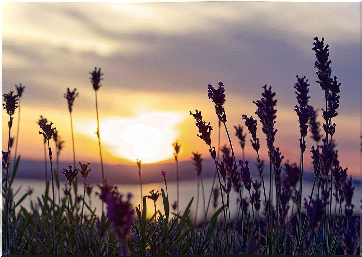 Lavender field symbolizing the importance of reducing the fear of death