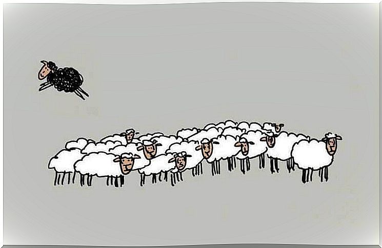 Black sheep jumping