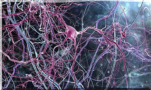 Rosehip neurons, a new class of neurons