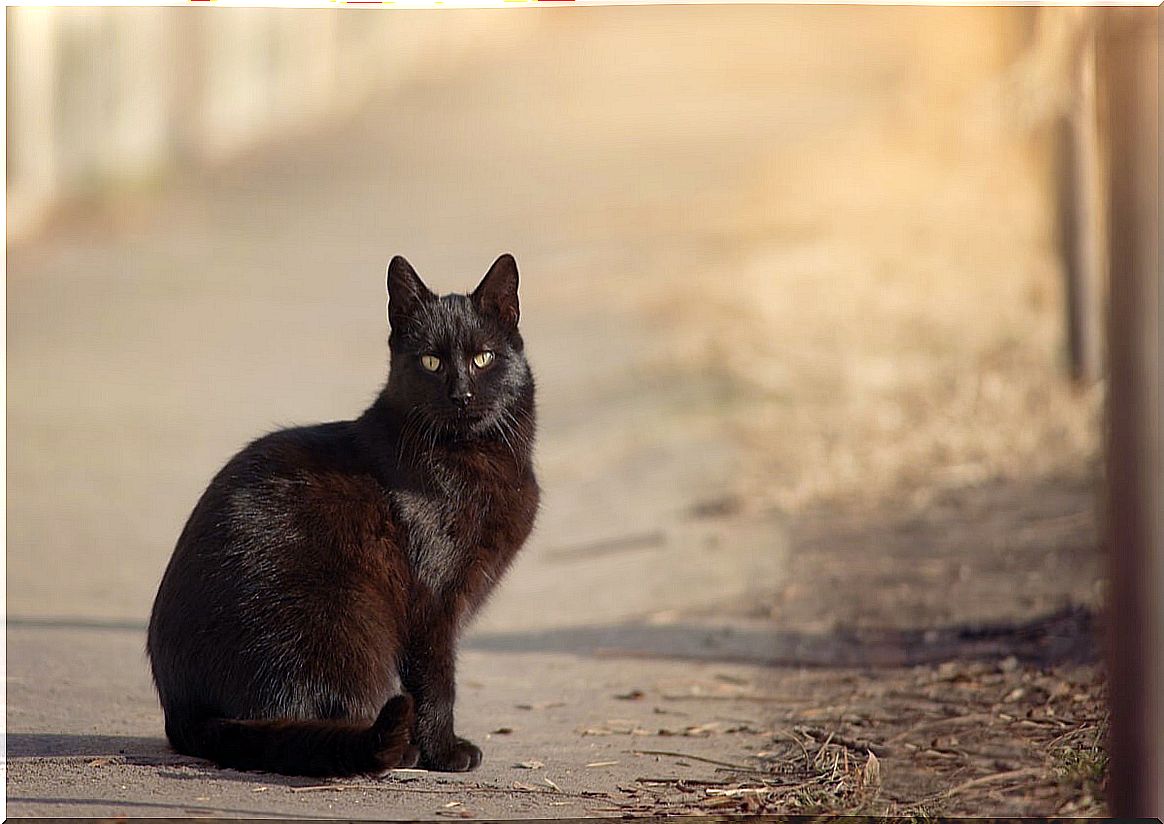 Black cat on a road representing the beginning of curiosity