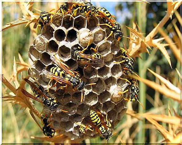 Trypophobia or the fear of geometric figures together